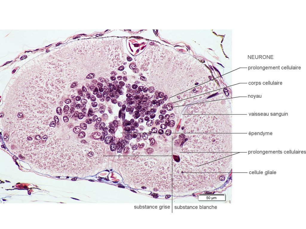Histologie Codex Virtualis
