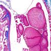 Ovaire avec ovocytes i à différents stades d'accroissement