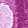 Vésicule germinative et cytoplasme d'ovocyte I en prophase de première division de méiose