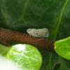 La Cicadelle blanche