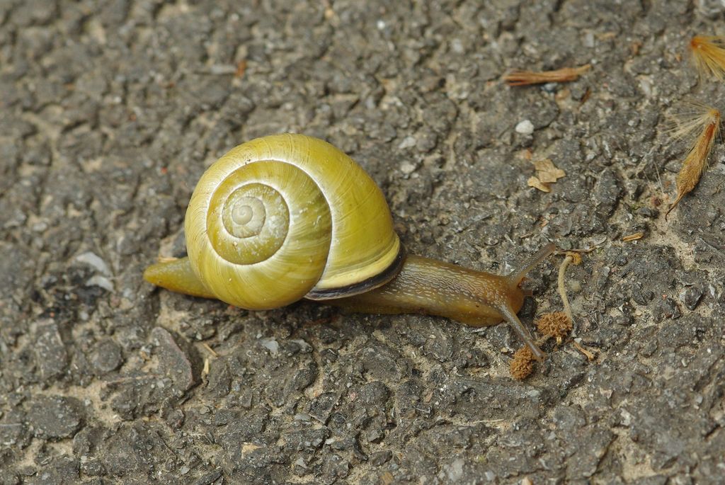 En quoi est fabriquée la coquille d'un escargot ? Maïa, 10 ans - Images Doc