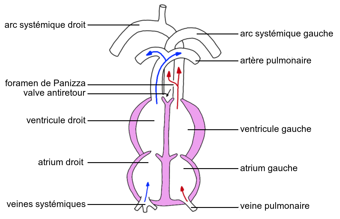 Distribution De Du Sang Dans La Poussière De la circulation sanguine simple à la circulation sanguine double