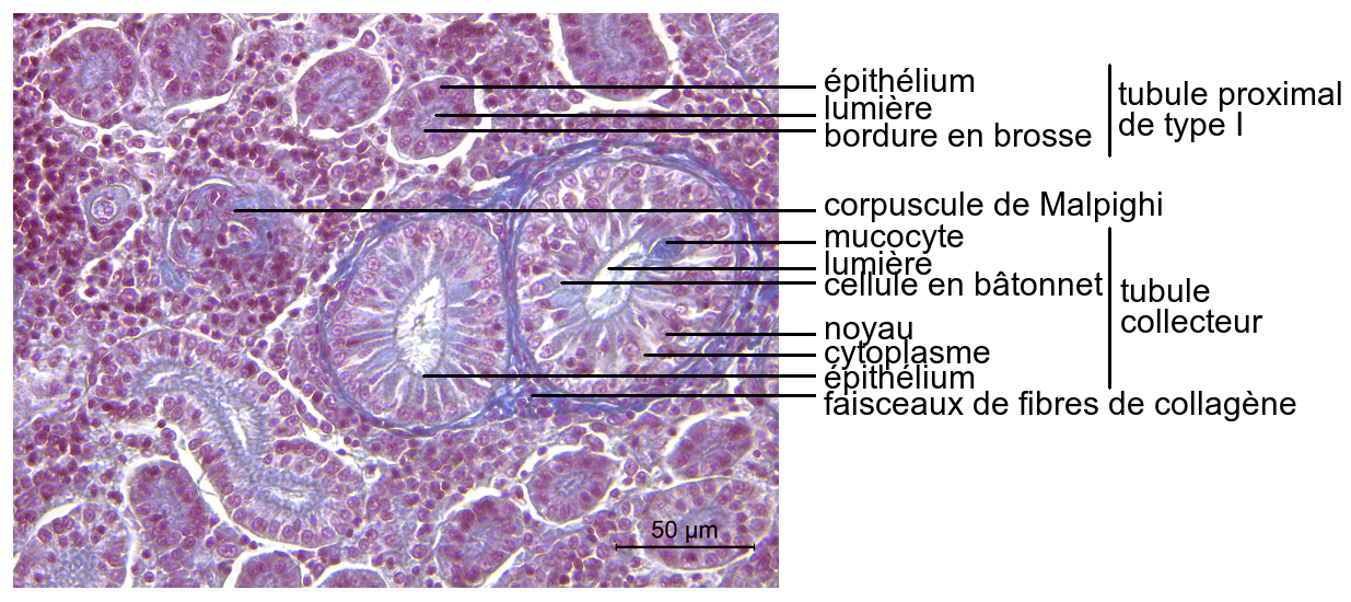 Les Reins Sites D vacuation Et De R tention D eau Et D ions Codex 
