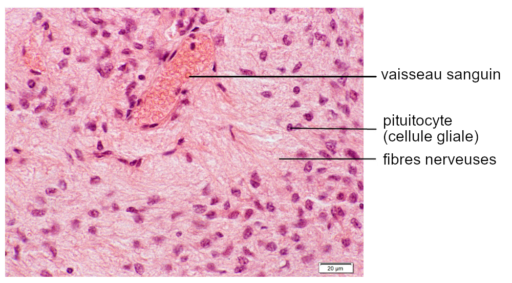 Histologie | Codex virtualis