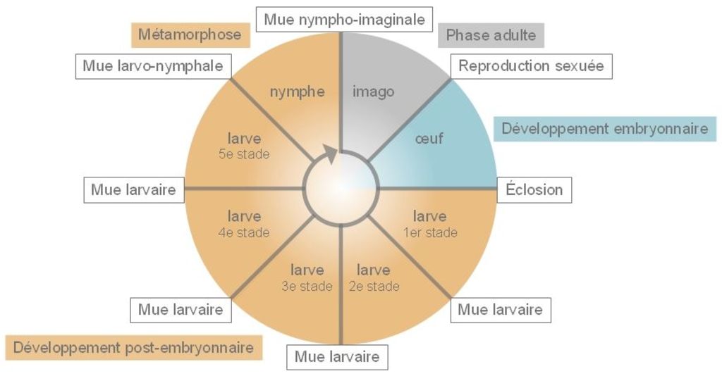 Les cycles de vie des Insectes Codex virtualis Les cycles de vie des Insectes Codex virtualis