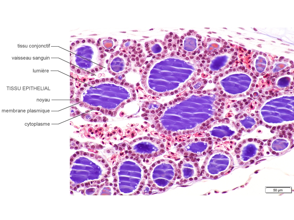 La diversité des tissus épithéliaux glandulaires | Codex virtualis