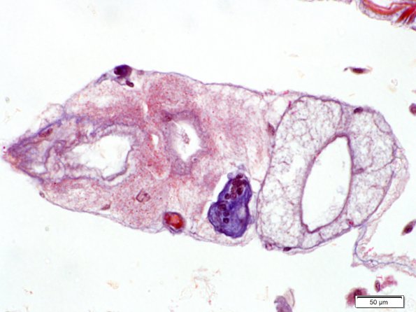Segments moyen et large de tube néphridien de métanéphridie de Lombric