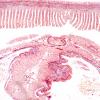 Typhlosole de l'intestin de Lombric