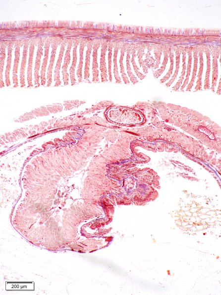 Typhlosole de l'intestin de Lombric