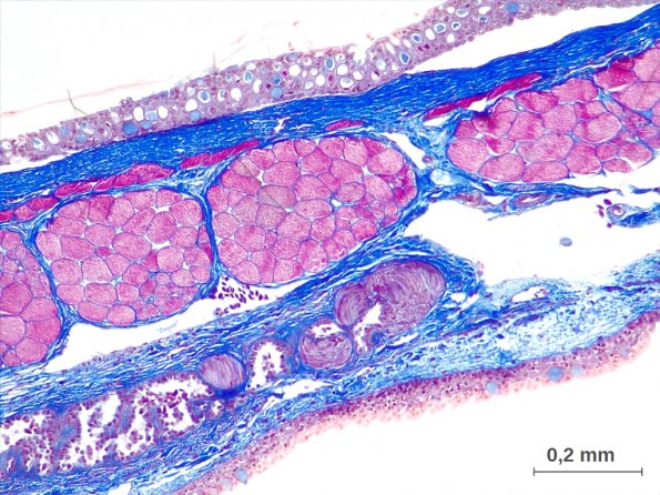 Septum de branchie de Roussette