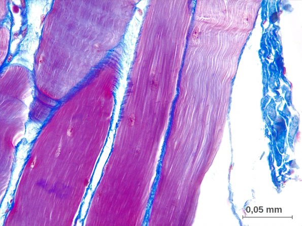 Tissu musculaire strié de branchie de Roussette