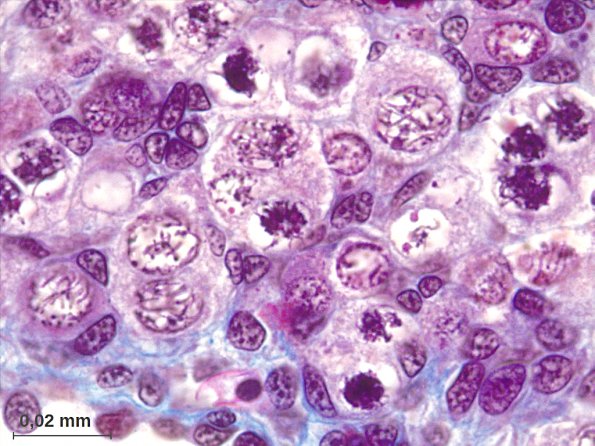 Ovocytes I en prophase, ovaire de Grenouille en métamorphose
