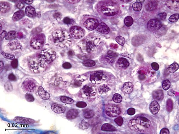 Ovocytes I en prophase, ovaire de Grenouille en métamorphose