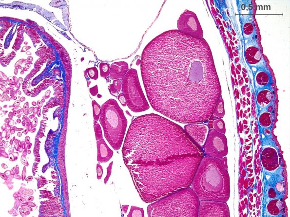 Ovaire avec ovocytes i à différents stades d'accroissement