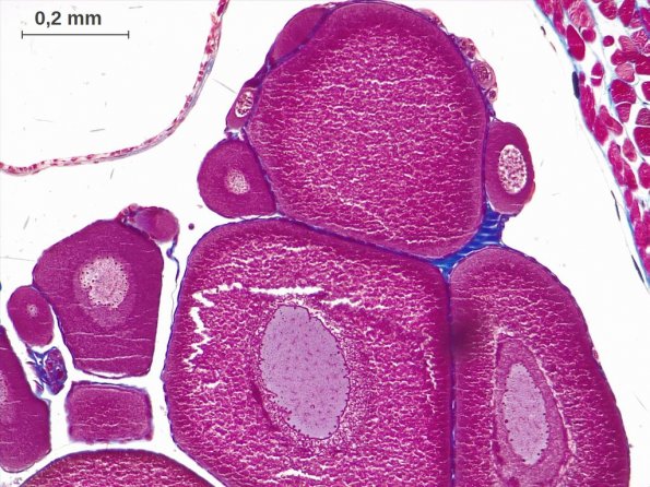 Ovocytes I en prophase de première division de méiose