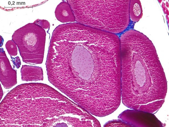 Ovocytes I en prophase de première division de méiose