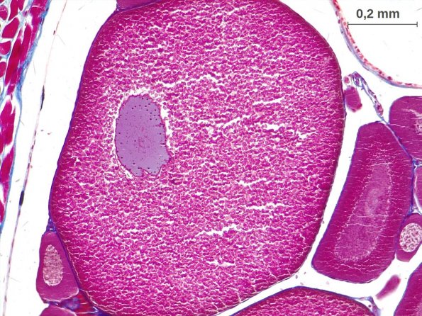 Ovocyte I en prophase de première division de méiose