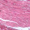 Myocarde de cœur de Rat en coupe longitudinale