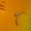 L'Araignée crabe (Runcinia)