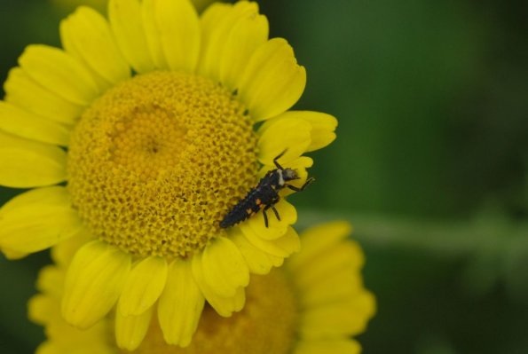 Insect Codex Larve en vue dorsale | La Coccinelle à 7 points | Les Coccinelles et ...