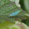 La Cicadelle verte
