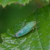 La Cicadelle verte